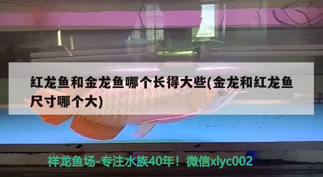 紅龍魚和金龍魚哪個(gè)長(zhǎng)得大些(金龍和紅龍魚尺寸哪個(gè)大) 丹頂錦鯉魚