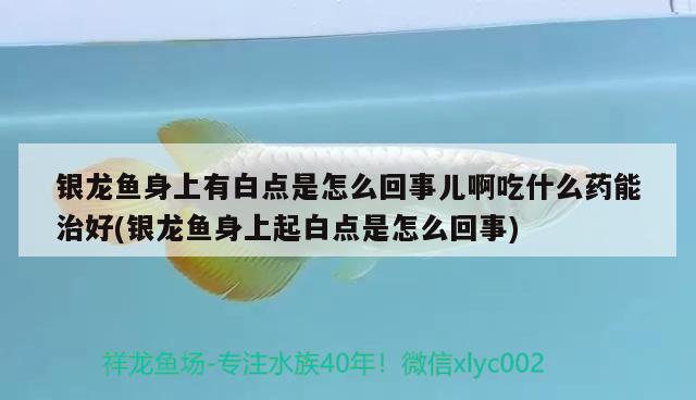 銀龍魚身上有白點(diǎn)是怎么回事兒啊吃什么藥能治好(銀龍魚身上起白點(diǎn)是怎么回事) 銀龍魚百科 第2張