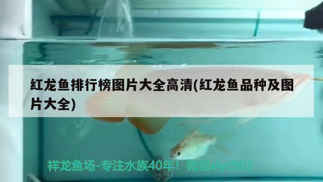 紅龍魚排行榜圖片大全高清(紅龍魚品種及圖片大全) 斑馬鴨嘴魚苗