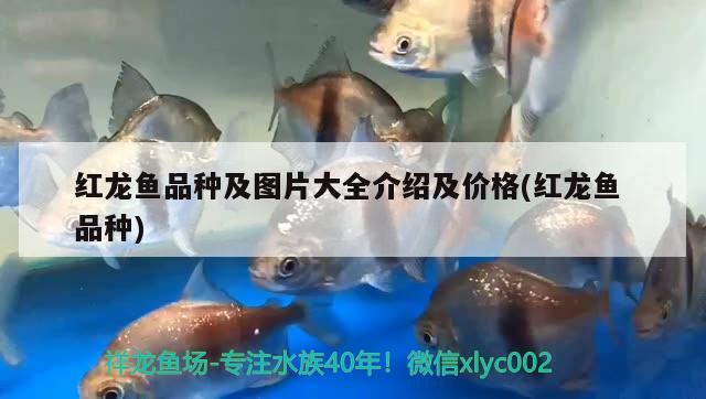 魚缸養(yǎng)水需要幾天錦鯉(養(yǎng)錦鯉魚缸放多少水) 金龍魚糧