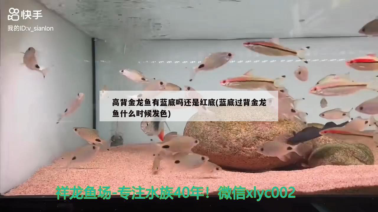 高背金龍魚有藍(lán)底嗎還是紅底(藍(lán)底過背金龍魚什么時候發(fā)色)