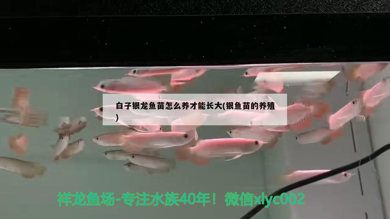 白子銀龍魚(yú)苗怎么養(yǎng)才能長(zhǎng)大(銀魚(yú)苗的養(yǎng)殖)