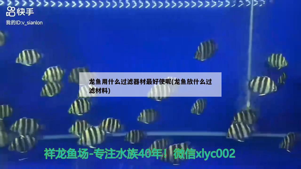 龍魚用什么過濾器材最好使呢(龍魚放什么過濾材料)