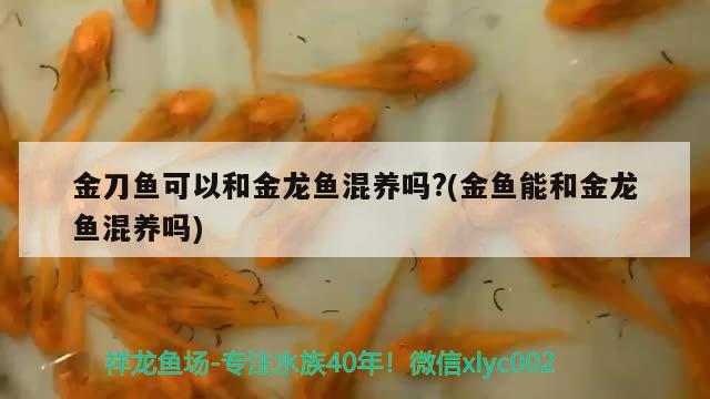 金刀魚可以和金龍魚混養(yǎng)嗎?(金魚能和金龍魚混養(yǎng)嗎) 南美異型魚