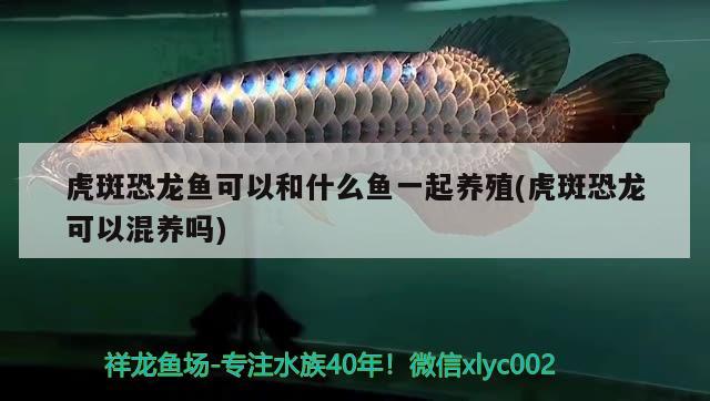 虎斑恐龍魚可以和什么魚一起養(yǎng)殖(虎斑恐龍可以混養(yǎng)嗎) 虎斑恐龍魚