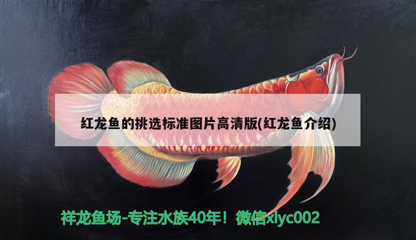 紅龍魚的挑選標(biāo)準(zhǔn)圖片高清版(紅龍魚介紹) 銀龍魚百科