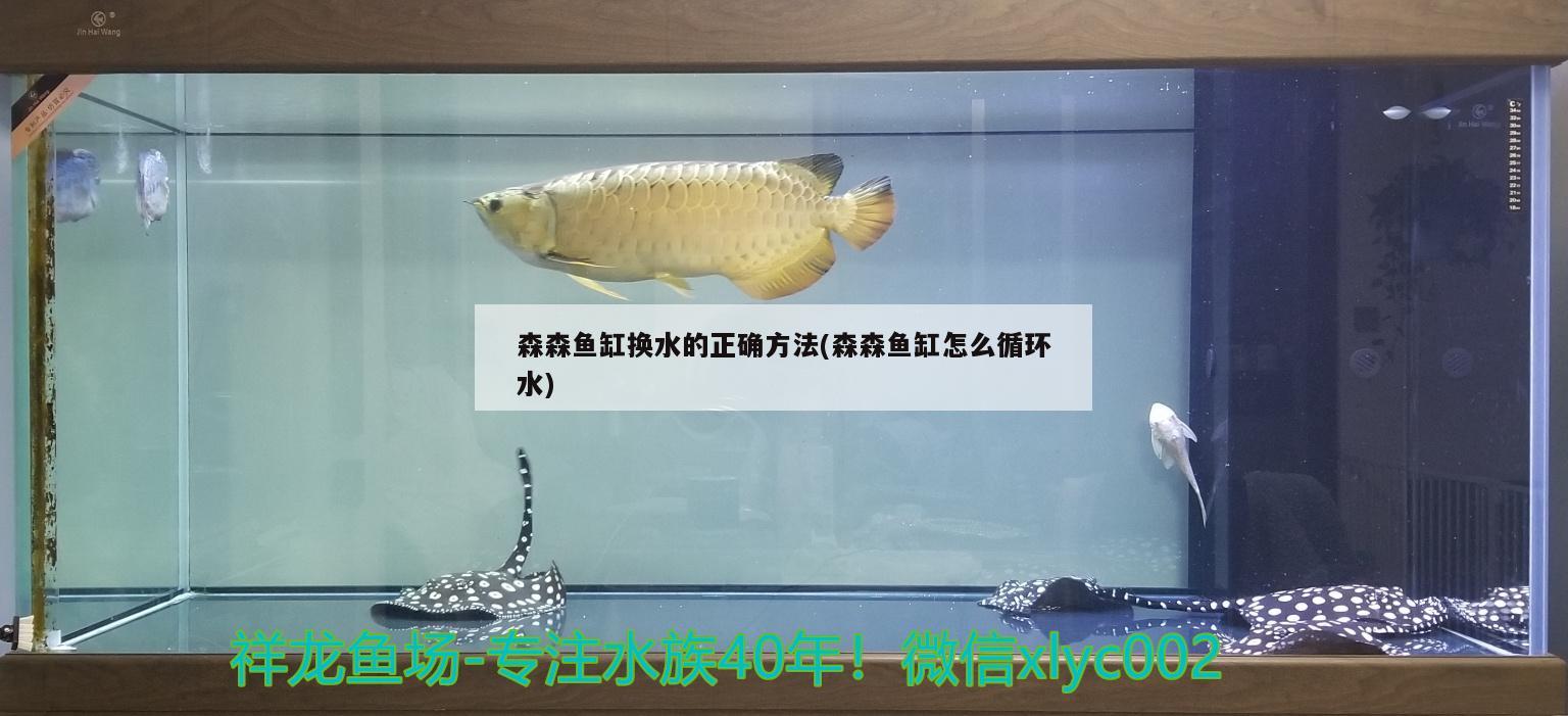 森森魚缸換水的正確方法(森森魚缸怎么循環(huán)水)