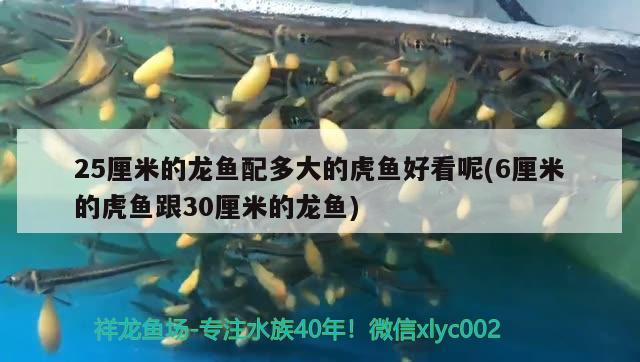 25厘米的龍魚配多大的虎魚好看呢(6厘米的虎魚跟30厘米的龍魚)