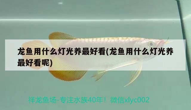 龍魚用什么燈光養(yǎng)最好看(龍魚用什么燈光養(yǎng)最好看呢) 紅龍福龍魚