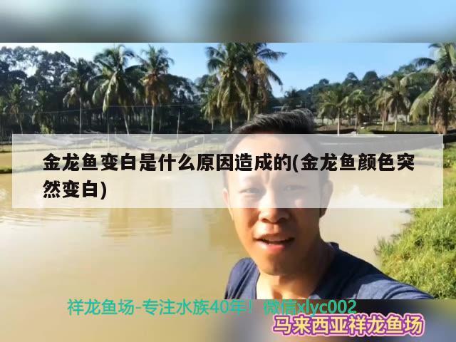 金龍魚變白是什么原因造成的(金龍魚顏色突然變白)