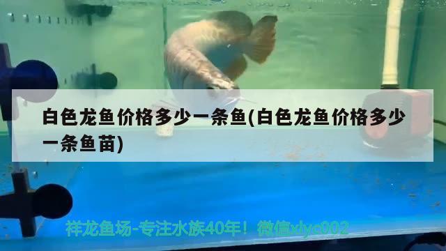 白色龍魚價格多少一條魚(白色龍魚價格多少一條魚苗)