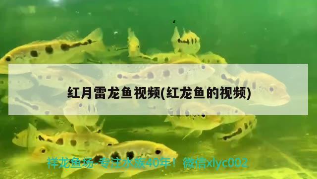 紅月雷龍魚視頻(紅龍魚的視頻) 祥龍進(jìn)口元寶鳳凰魚