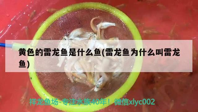 觀賞魚突然大量死亡原因有哪些：觀賞魚死亡征兆 廣州水族批發(fā)市場 第1張