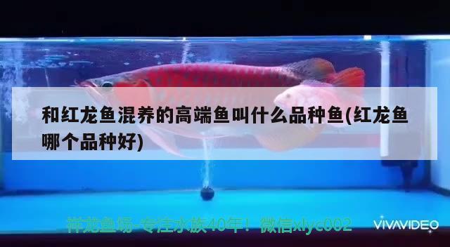 撫順二手魚缸出售最新信息大全圖片（撫順二手魚缸出售最新信息大全圖片及價格） 觀賞魚 第2張