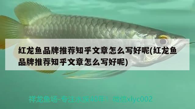 紅龍魚品牌推薦知乎文章怎么寫好呢(紅龍魚品牌推薦知乎文章怎么寫好呢)