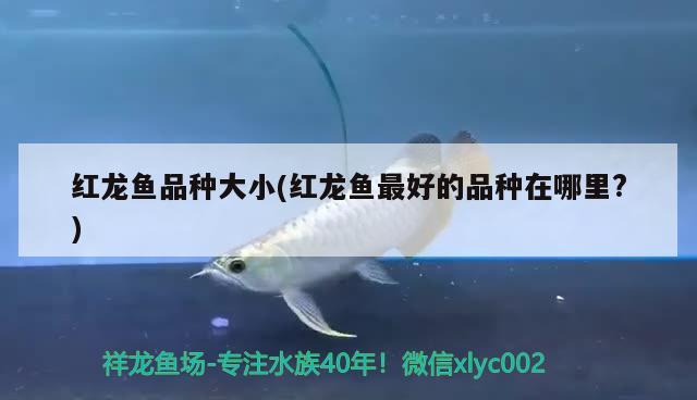 彩虹雷龍魚能和什么魚混養(yǎng)一起(彩虹雷龍能和什么魚在一起養(yǎng))