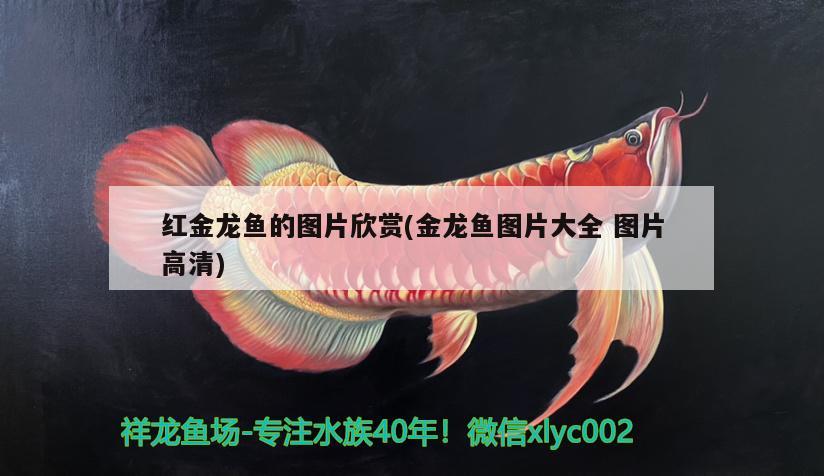 紅金龍魚的圖片欣賞(金龍魚圖片大全圖片高清)