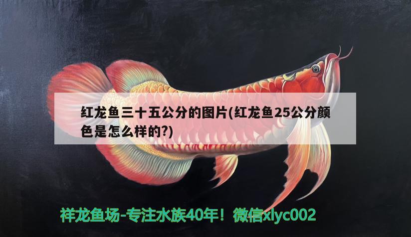 巴西亞可以跟龍魚混養(yǎng)嗎(龍魚和巴西龜混養(yǎng)) 烏龜