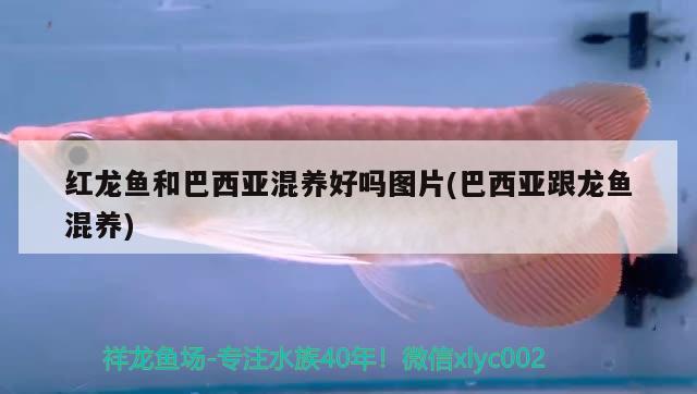 紅龍魚(yú)和巴西亞混養(yǎng)好嗎圖片(巴西亞跟龍魚(yú)混養(yǎng)) 巴西亞魚(yú) 第3張