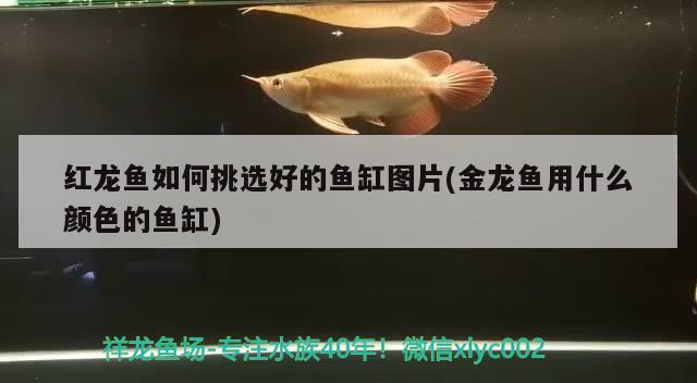 紅龍魚如何挑選好的魚缸圖片(金龍魚用什么顏色的魚缸)