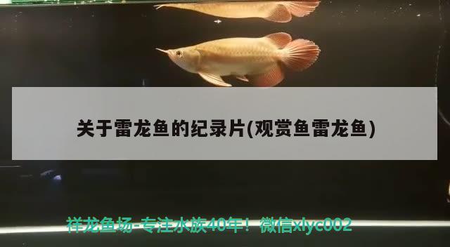 關(guān)于雷龍魚的紀(jì)錄片(觀賞魚雷龍魚) 銀龍魚苗