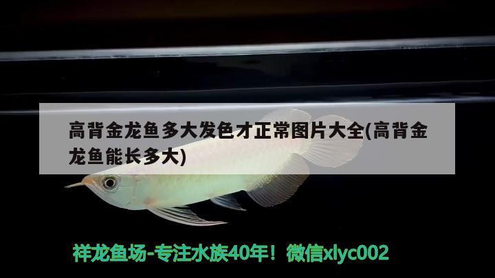 鞍山魚缸廠家地址在哪個(gè)位置：鞍山魚缸維修電話 錦鯉池魚池建設(shè)