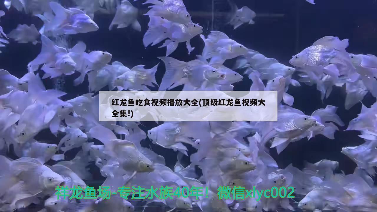 紅龍魚吃食視頻播放大全(頂級紅龍魚視頻大全集!) 泰龐海鰱魚