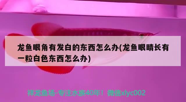 龍魚眼角有發(fā)白的東西怎么辦(龍魚眼睛長(zhǎng)有一粒白色東西怎么辦) 泰國虎魚（泰虎）