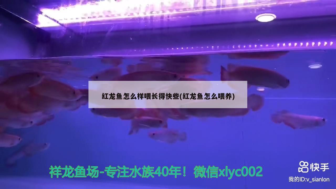 紅龍魚怎么樣喂長(zhǎng)得快些(紅龍魚怎么喂養(yǎng)) 魚缸等水族設(shè)備