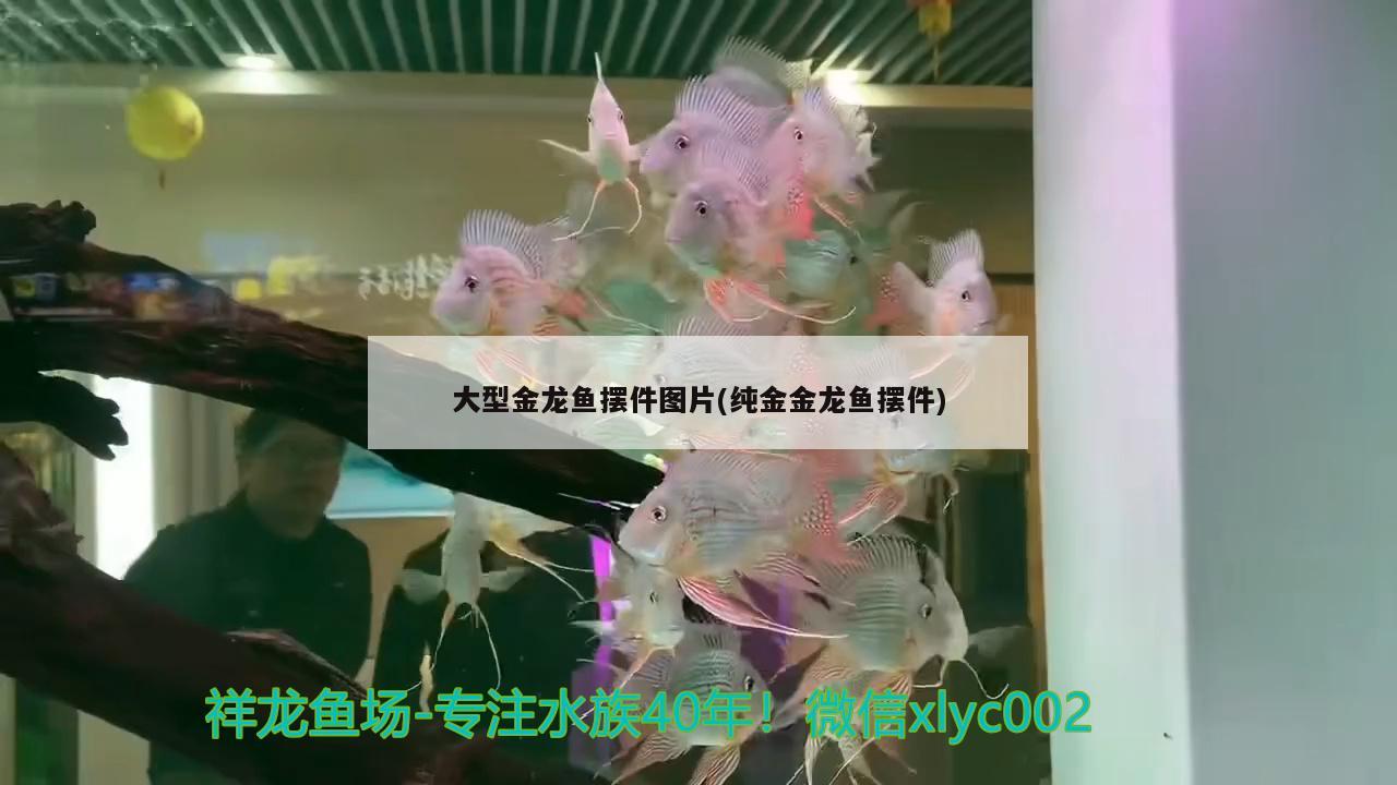 大型金龍魚擺件圖片(純金金龍魚擺件)