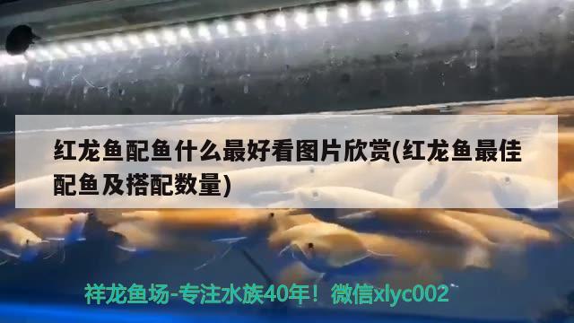 紅龍魚配魚什么最好看圖片欣賞(紅龍魚最佳配魚及搭配數(shù)量) 委內(nèi)瑞拉奧里諾三間魚苗