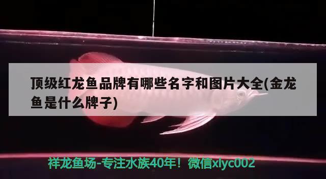 頂級(jí)紅龍魚(yú)品牌有哪些名字和圖片大全(金龍魚(yú)是什么牌子) 紅老虎魚(yú)