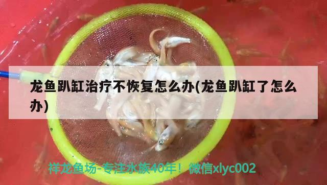 龍魚趴缸治療不恢復(fù)怎么辦(龍魚趴缸了怎么辦) 充氧泵