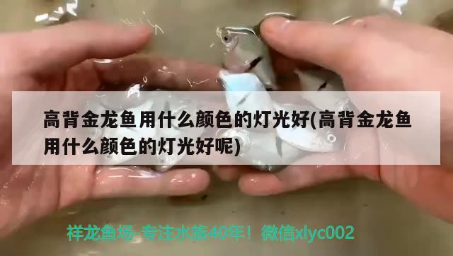 高背金龍魚用什么顏色的燈光好(高背金龍魚用什么顏色的燈光好呢) 高背金龍魚