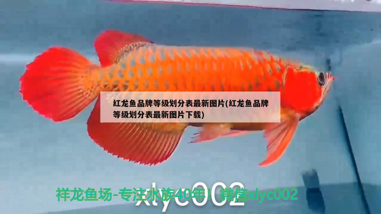 紅龍魚品牌等級劃分表最新圖片(紅龍魚品牌等級劃分表最新圖片下載) 刀魚魚