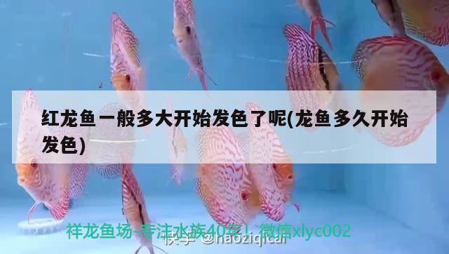 紅龍魚一般多大開始發(fā)色了呢(龍魚多久開始發(fā)色) 黃金達摩魚