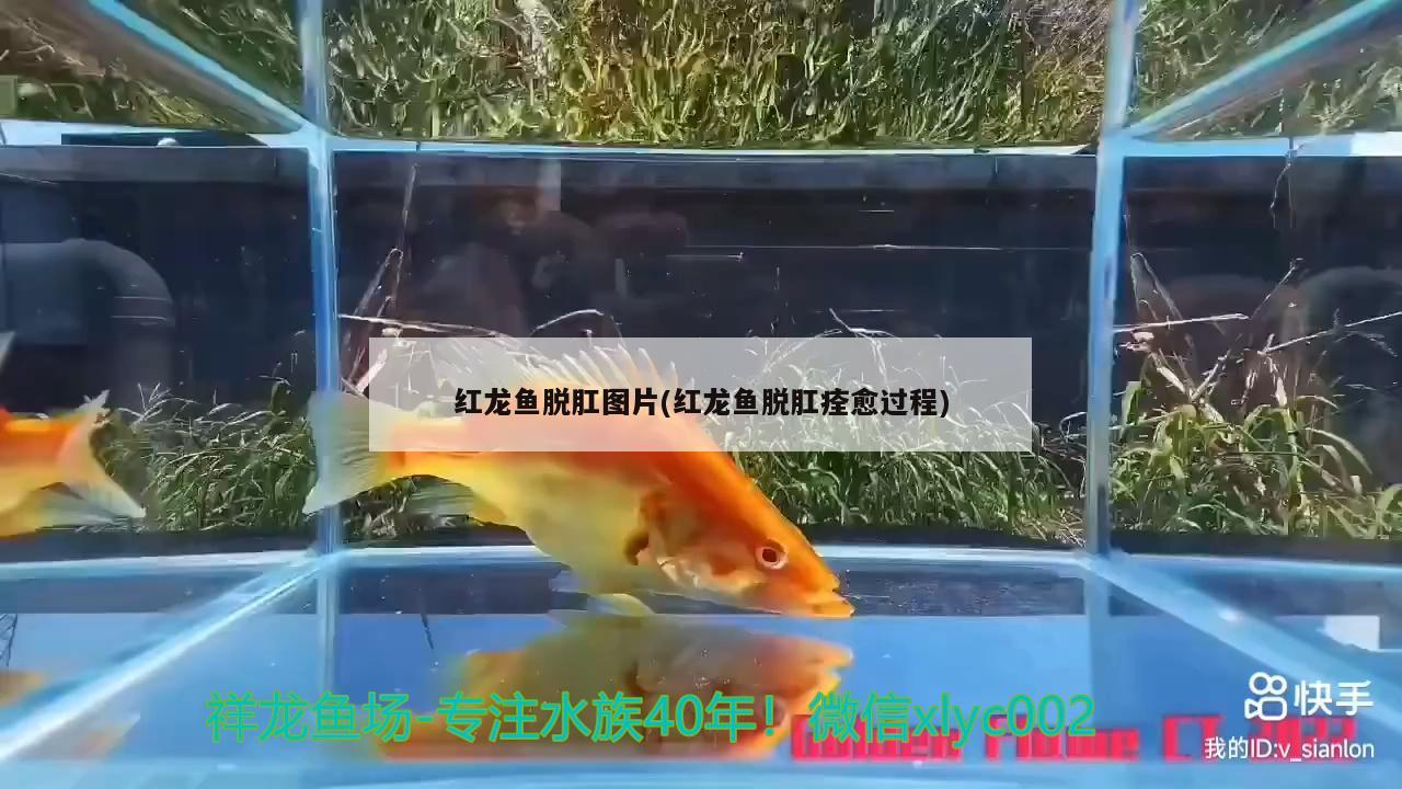 宜賓觀賞魚市場留個念