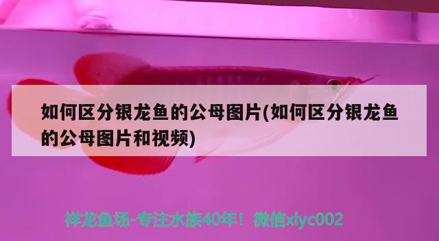 如何區(qū)分銀龍魚的公母圖片(如何區(qū)分銀龍魚的公母圖片和視頻)