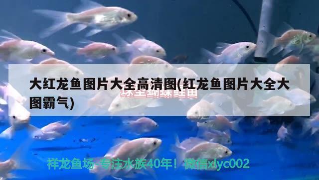 大紅龍魚圖片大全高清圖(紅龍魚圖片大全大圖霸氣) 龍魚百科