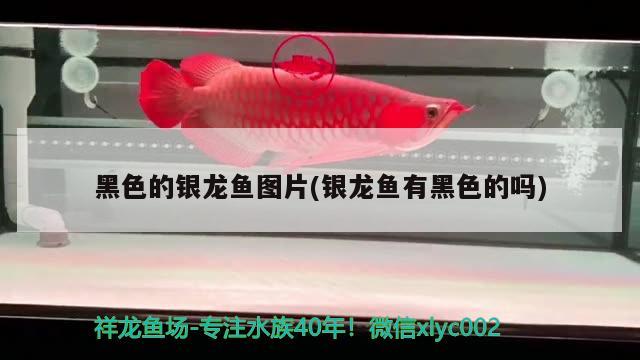 黑色的銀龍魚(yú)圖片(銀龍魚(yú)有黑色的嗎)