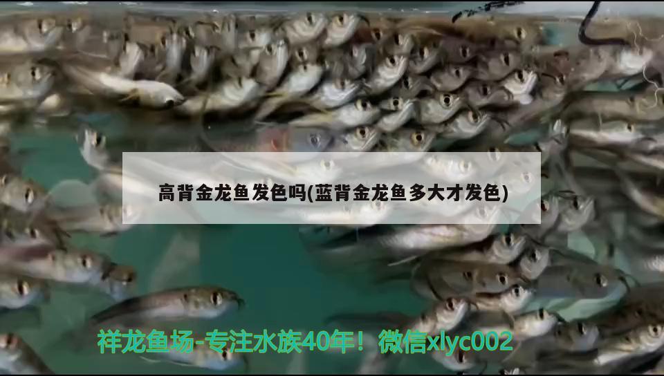 高背金龍魚發(fā)色嗎(藍背金龍魚多大才發(fā)色)