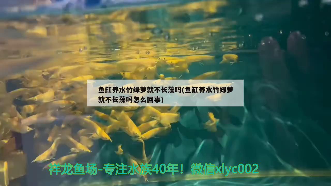 魚缸養(yǎng)水竹綠蘿就不長藻嗎(魚缸養(yǎng)水竹綠蘿就不長藻嗎怎么回事) 慈雕魚