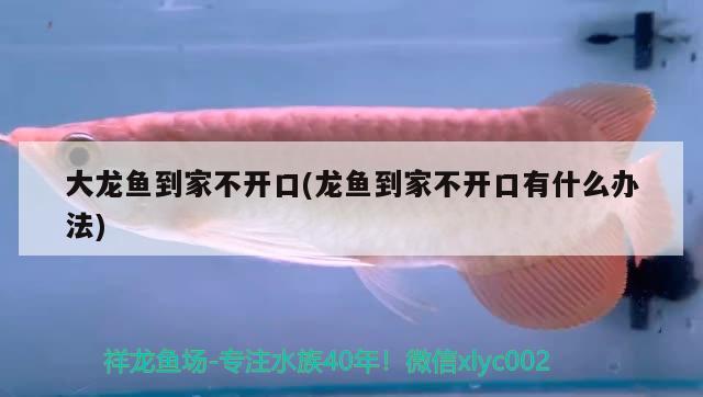 大龍魚到家不開口(龍魚到家不開口有什么辦法) 熱帶魚魚苗批發(fā)