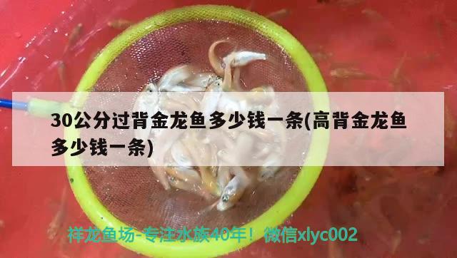 30公分過背金龍魚多少錢一條(高背金龍魚多少錢一條)