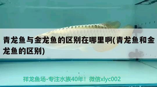 魚缸在什么地方買便宜又好（魚缸去哪里買價格便宜） 雙線側魚