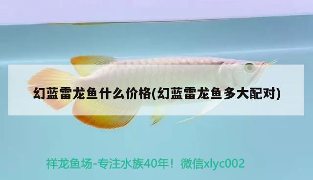 幻藍(lán)雷龍魚什么價(jià)格(幻藍(lán)雷龍魚多大配對) 養(yǎng)魚知識(shí)