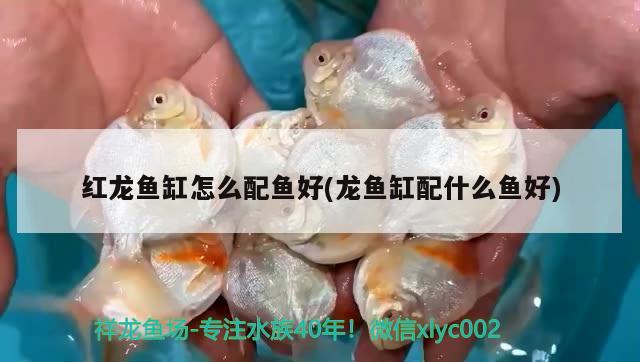 紅龍魚缸怎么配魚好(龍魚缸配什么魚好)