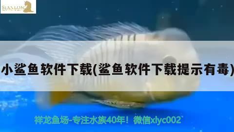 小鯊魚軟件下載(鯊魚軟件下載提示有毒) 蝴蝶鯉