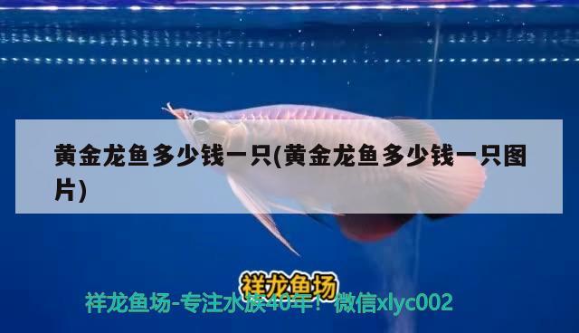 黃金龍魚多少錢一只(黃金龍魚多少錢一只圖片) 赤焰中國(guó)虎魚