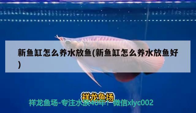 新魚缸怎么養(yǎng)水放魚(新魚缸怎么養(yǎng)水放魚好) PH調(diào)節(jié)劑